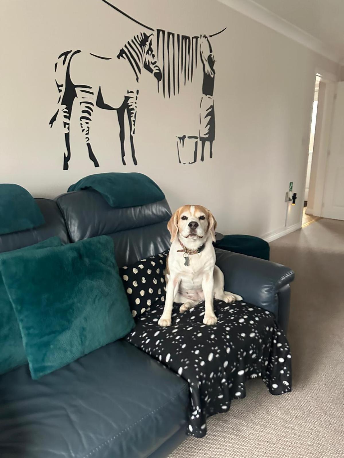Hereford - Finch House - Modern 4 Bedroom House Located In South Hereford, Dog Friendly With Nearby Countryside, Pool Table, Sleeps Up To 10 Guests - Hosted By Rentmyhouse Exteriér fotografie